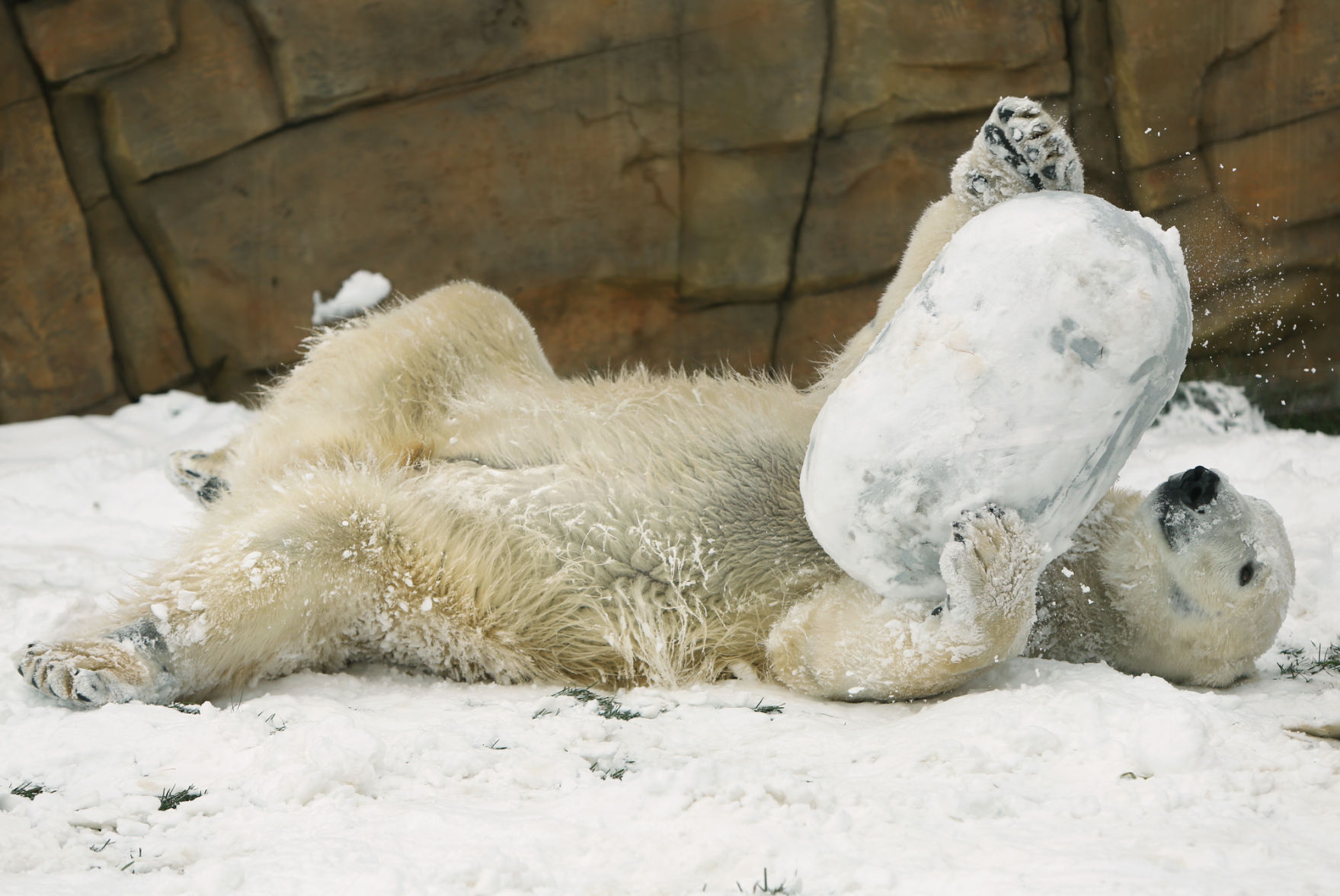 08PolarBears103